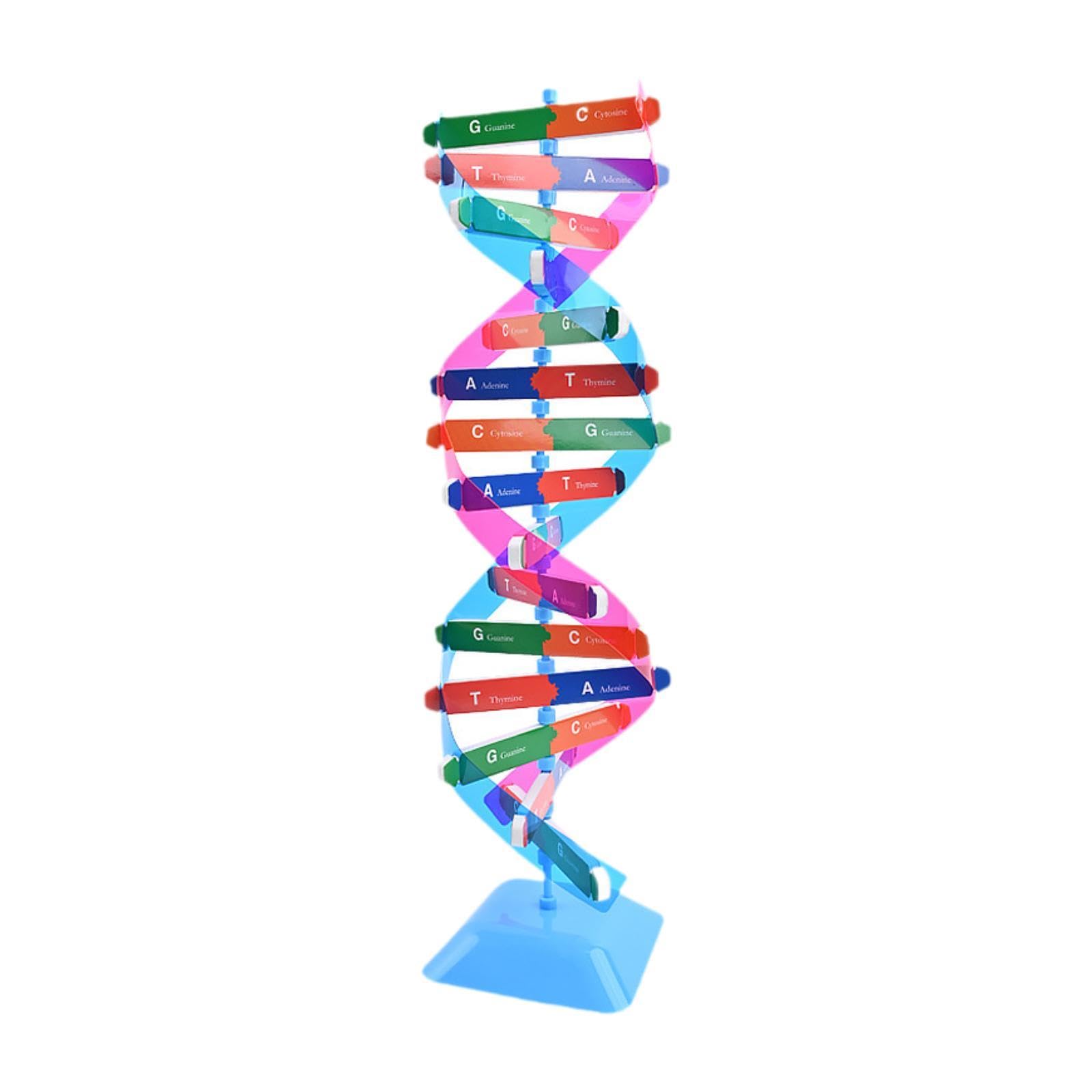 HEAVENGLOW Double SPIRE Model DIY Assembly Gifts Popularization Teaching Aid Genes Models | Other Health & Beauty-image-24