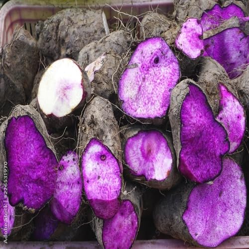 100Pcs Purple yam Vegetable Seeds
