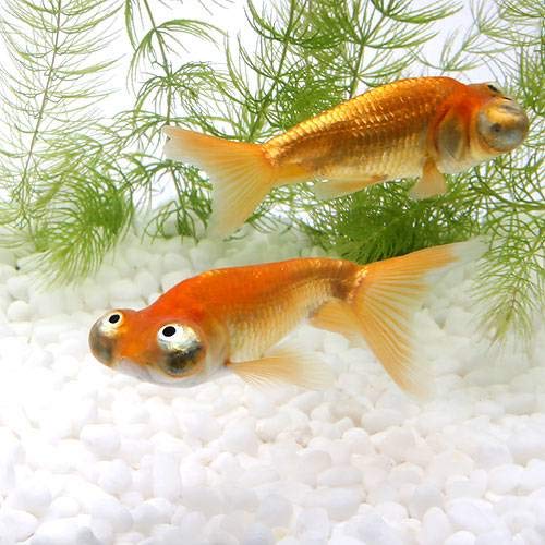 Amazon | （国産金魚）頂天眼 素赤～白（1匹）＋キョーリン 咲ひかり 
