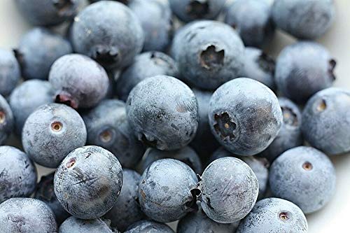 SOUTHERN BLUEBERRY BULK1000 SEEDS * EVERGREEN SHRUB * HIGH TOLERANCE TO HEAT * Cover