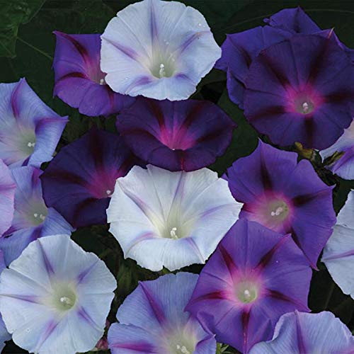 Rare Exotic " Hazelwood Blues " Morning Glory 10 Seeds Pack for growing-image-39