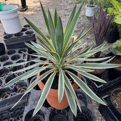 観葉植物 8号 ユッカ」の人気商品一覧 | 安い商品を通販サイトから探す