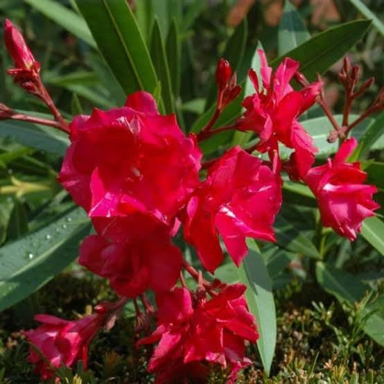 V K GLOBAL Live Kaner Nerium Oleander Red Colour Flower Plant I (B08NVJQH69) Amazon Price History, Amazon Price Tracker