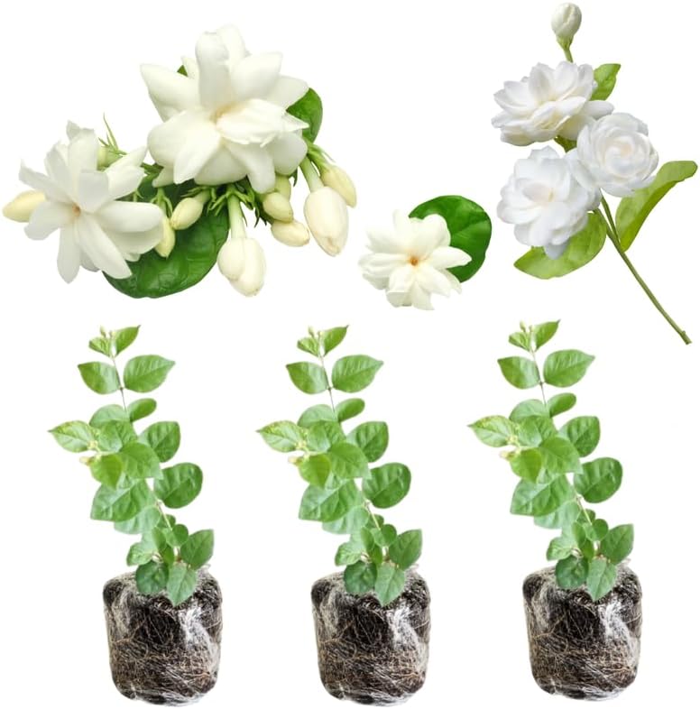 3 Climbing Jasmine Live Plants for Indoor Outdoor Planting, Duke of Tuscany Jasmine Plants Live, Fragrant, 5-8" in Tall, Hardy