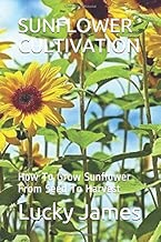 SUNFLOWER CULTIVATION: How To Grow Sunflower From Seed To Harvest