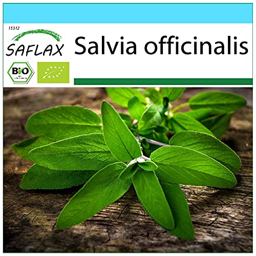 SAFLAX - Set regalo - Ecológico - Salvia - 60 semillas - Con caja regalo/envío, etiqueta para envío, tarjeta de felicitación y sustrato de cultivo - Salvia officinalis