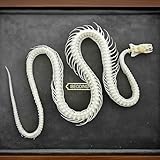 Taxidermy Real Animals Skull Decor - Model Animals Bones Specimen,Taxidermy Supplies for Science Education,Collection (Snake Skeleton)
