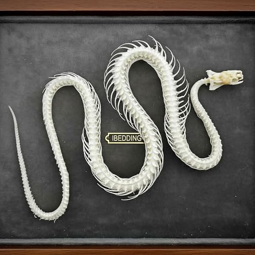 Image of Taxidermy Real Animals Skull Decor - Model Animals Bones Specimen,Taxidermy Supplies for Science Education,Collection (Snake Skeleton)
