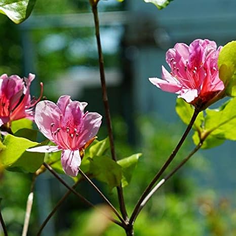 Amazon 渋川ツツジ 根巻き苗 庭木 低木 植木 Amazon 渋川ツツジ 根巻き苗 庭木 低木 植木