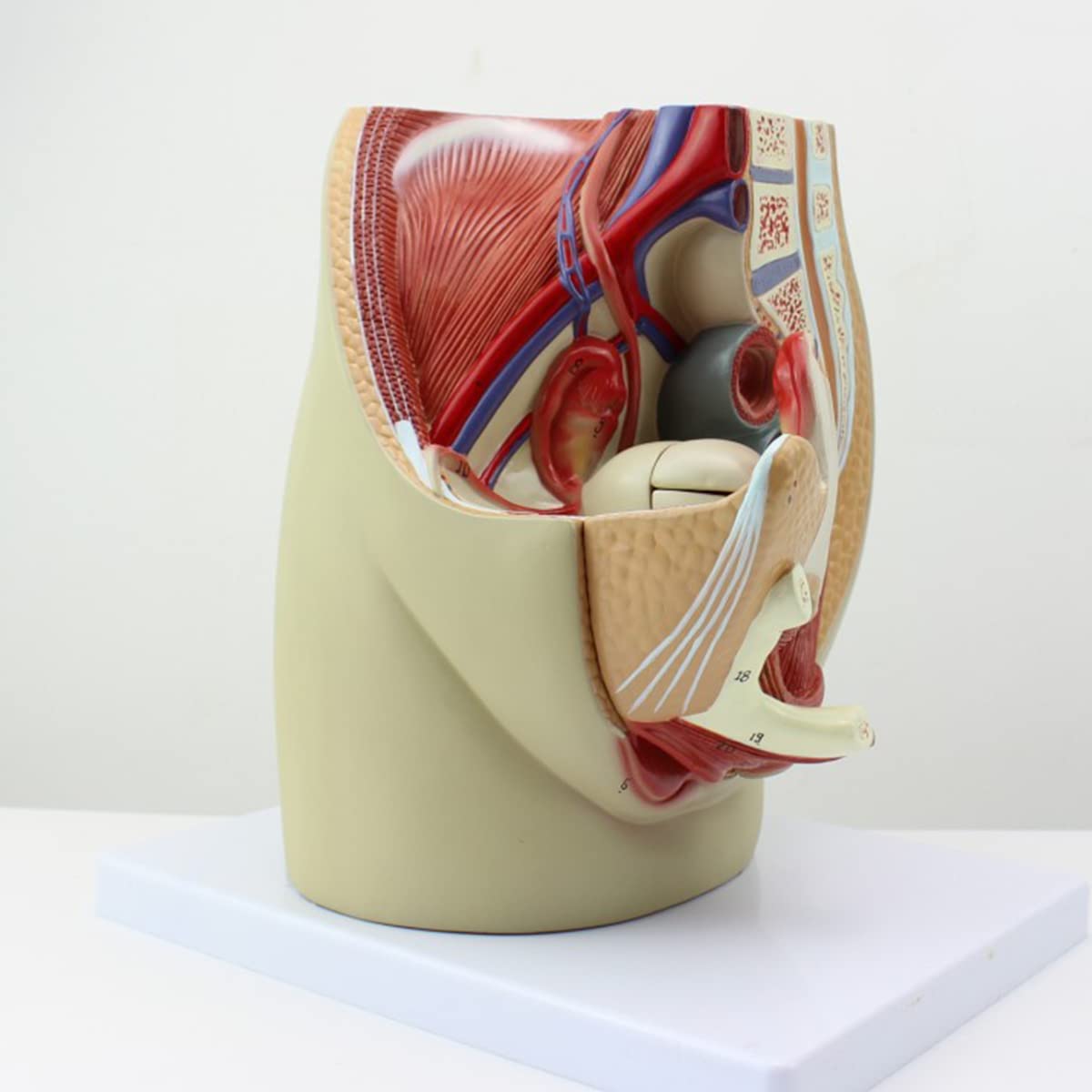 XSXQ Female Pelvic Anatomy Model Detachable 3-Part Female Urogenital System Specimen Model Female Midsagittal Cut Human Anatomy Medical Model for Teaching Medical Tool