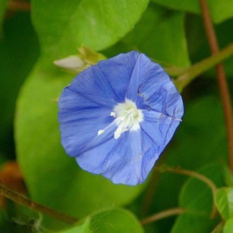 Mphmi Seedless Plant Outdoor Plants Jacquemontia Plant - Sky Blue Cluster Vine (B0CWF7C8WP) Amazon Price History, Amazon Price Tracker