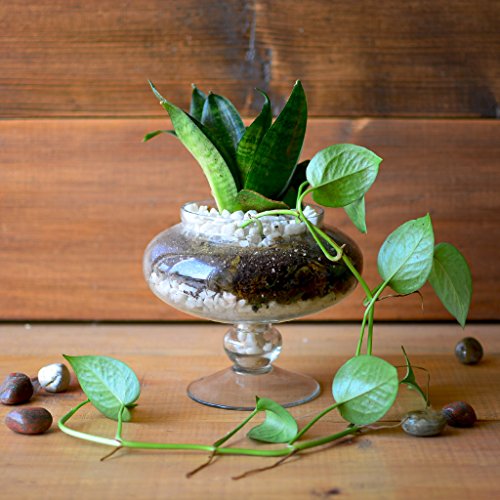myBageecha - The Money Goblet Glass Terrarium Live Plants Air Pur...