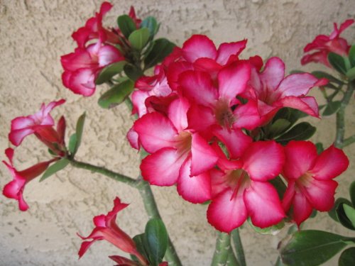 9GreenBox - Rosa grande del desierto cabe en maceta de 12 pulgadas