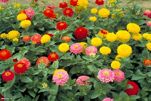 Image of Zinnia Flower Seeds - Easy-to-Grow, Colorful Annual Blooms for Garden, Containers & Cutting Flowers (Pack Of 100+ Seed)