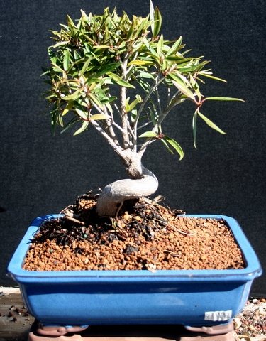 Indoor Ficus Neriofolia Curved Trunk Bonsai Tree by Sheryls Shop