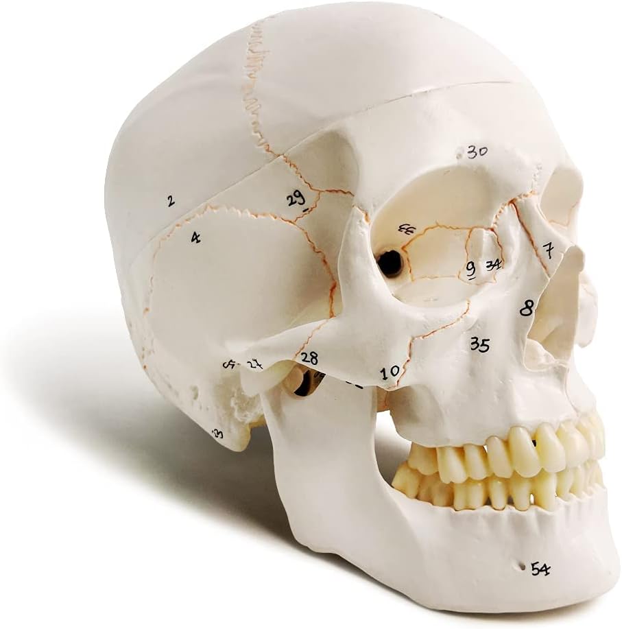 - Extremely Detailed and Premium Skull Model, Landmarks are Numbered by Hand for Extreme Precision, All Details are Highlighted (fissures, processes, sutures, Foramen and Other Details)