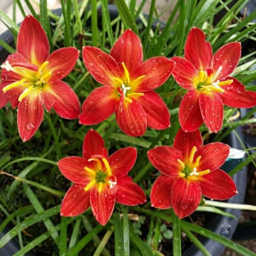 Image of Rain Lily (Zephyranthes) Bulbs by Korrel Seeds - Vibrant Flower Bulbs for Garden & Outdoor Planting - Ideal for Rainy Season Bloom (50, Red)