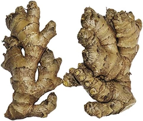 Live 10 Rhizomes of Edible Ginger Roots Zingiber Zingiber Officin...