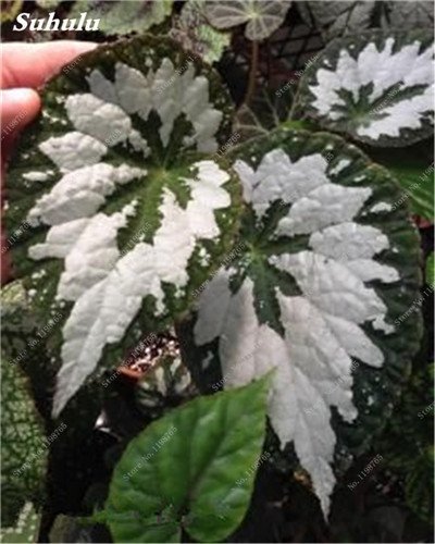 20: 120 pezzi belles graines de bégonia bonsai fleurs in pot plantes de bégonia pour jardin balcon graines de coléus beauté votre jardin personal 20