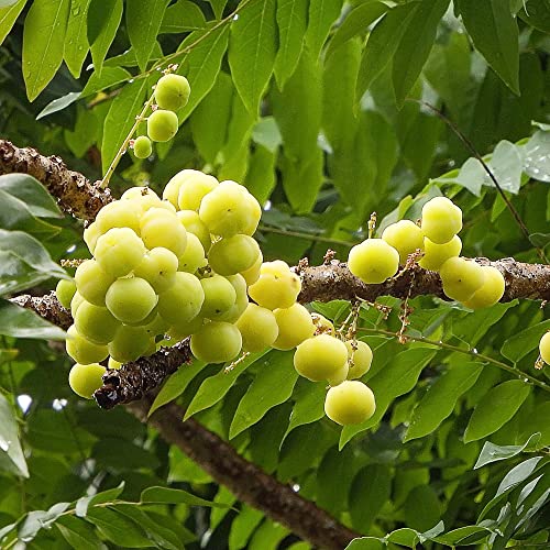 Tahitian Gooseberry Seeds Phyllanthus Acidus Perennial Evergreen Gmo Free Fruit Ornamental Borders Garden Outdoor 5Pcs Tree Seeds By Yegaol Garden #TOP22