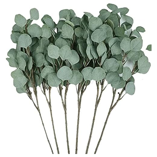 Amkun 3 st konstgjord silver dollar Eucalyptus lövsprej i grönt 66,8 cm hög konstgjord grönska semester grön för fest hem bröllop dekor (grön)