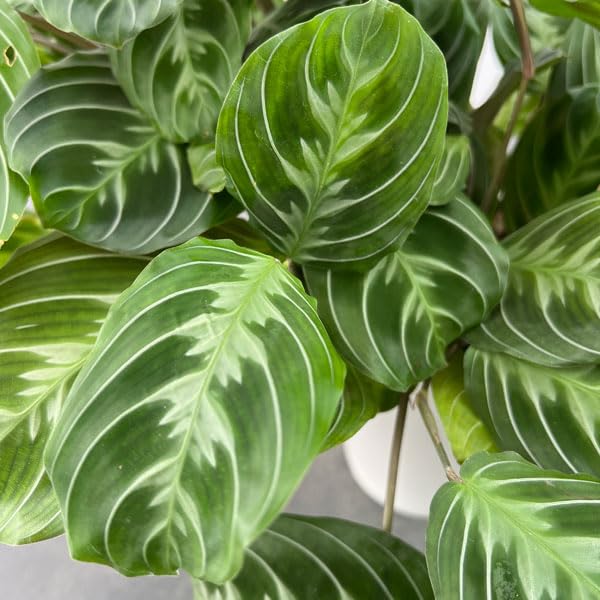 Amazon｜[観葉植物フェア]マランタ：マッサンゲアナ 5号鉢植え[熱帯