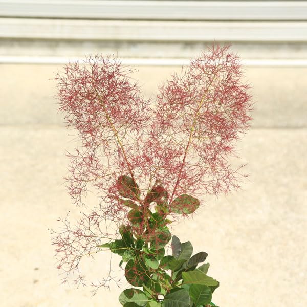 Amazon.co.jp: 庭木 植木：スモークツリー (煙の木)リトルルビー*5号