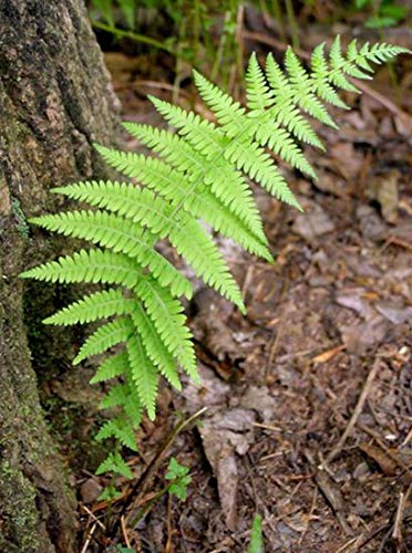 New York Ferns, Thelypteris noveboracensis Bare Root (50 Plants)