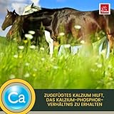 Pferd Aufbaufutter + Amino Booster 6 kg 30ml Pulver Muskelaufbau Pferde Aminosäuren Sojaschrot Protein Pferd | Vitamin E Selen B-Komplex Zink Biotin Muskel Plus Ergänzungsfutter Muskulatur Gewicht