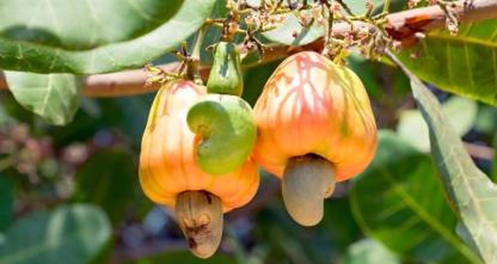 Kaju tree plant || plant saplings (Pack of 2) (B0CNZZZHJZ) Amazon Price History, Amazon Price Tracker