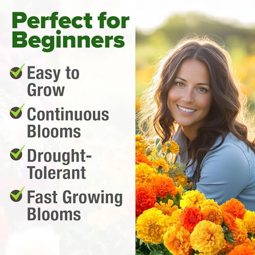 Image of HOME GROWN Petite French Marigold Seeds 658 Flower Seeds for Planting Outdoor Easy to Grow Companion Plant & Quick Blooming Pollinator Heirloom Wildflower Seeds (Tagetes patula)