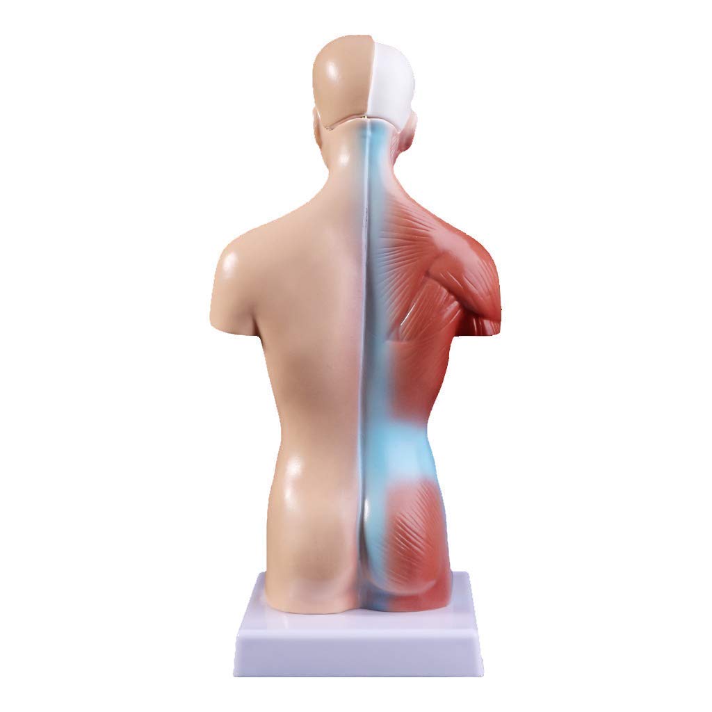 ERNZI Modelo De Torso Humano Anatomía Órganos Anatómicos Internos para La Enseñanza Modelo Educativo Desmontable Nuevo 28 Cm para Escuelas, Educación