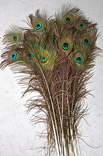 Natural Peacock Feathers, Big Eyed, Long and Lush, 40-45