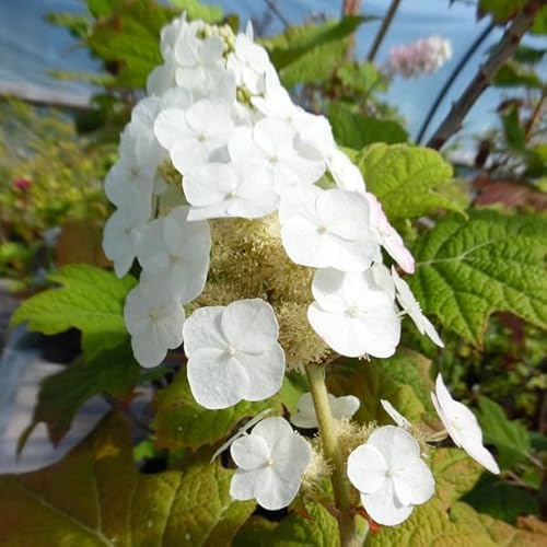 Hortensia à feuilles de chêne 'Snow Queen' – Hydrangea quercifolia 'Snow Queen'® – 30-40 cm pot