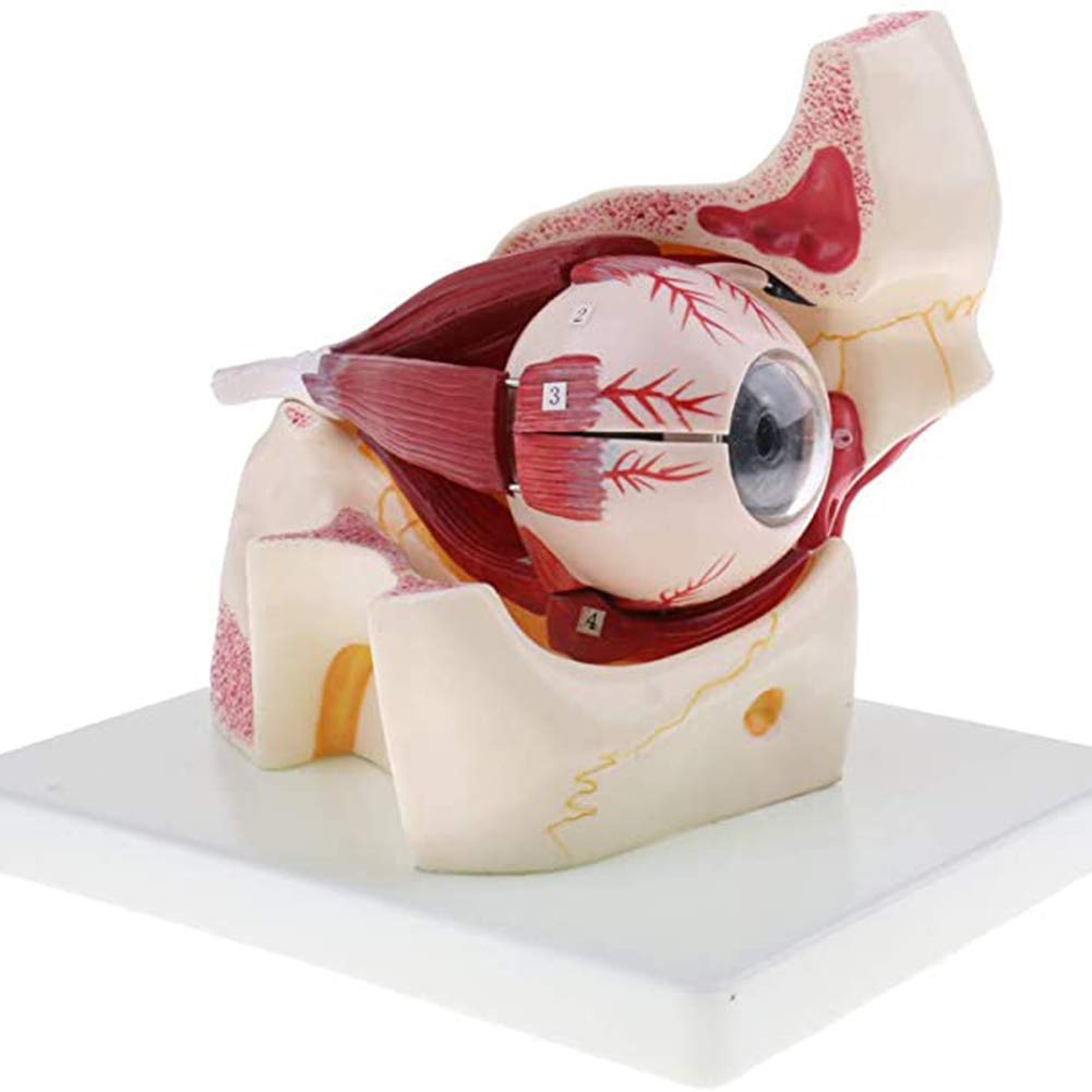 sjdoPulse Human Eyeball and Eyelid Enlarged Anatomical Model 3 Times Human Eyeball and Eyelid Skeleton Modelused for Medical Research Display Teaching and Training