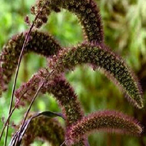 Grasses - Setaria Italica, Red Jewel - 50 Seeds