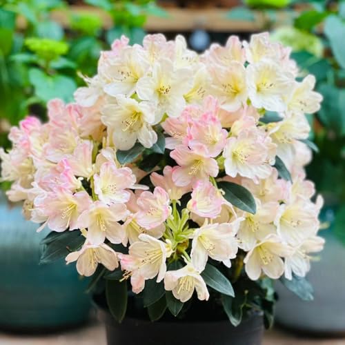 semillas de rododendro, perennes, resistentes extremadamente azalea, 10pcs