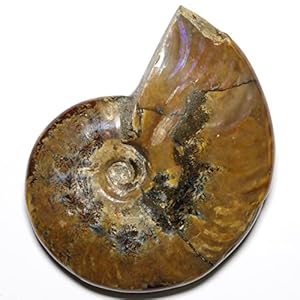 【N2 stone Natural】天然化石 