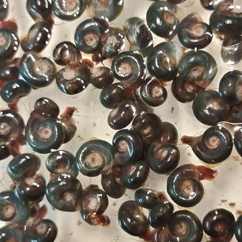 AQ4Aquaristik 5 x Blaue Posthornschnecken, Planorbella duryi, Reinigungscrew, Algenfresser
