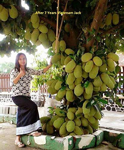 Creative Farmer Live Plant Jack Fruit Largest Tree Fleshy Jackfruit Exotic Garden Plant(1 Healthy Live Plant)