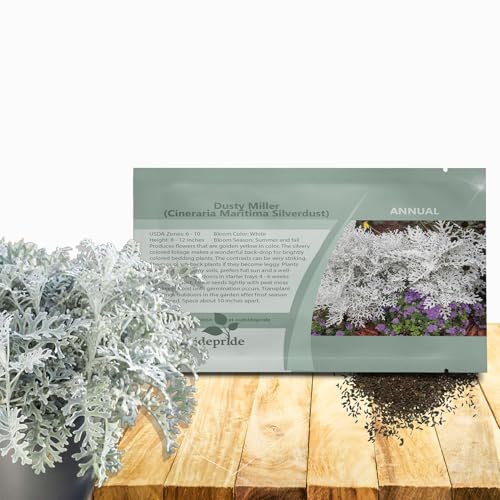 Outsidepride Dusty Miller Flower Seeds - 10,000 Pcs Annual, Beautiful Yellow Flowers, Silvery...