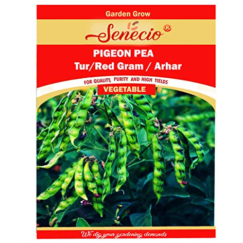 SENECIO� Tur Pigeon Pea/Red Gram/Arhar Bean For Kitchen Terrace Home Garden Easy To Grow Pack of 100 Seed