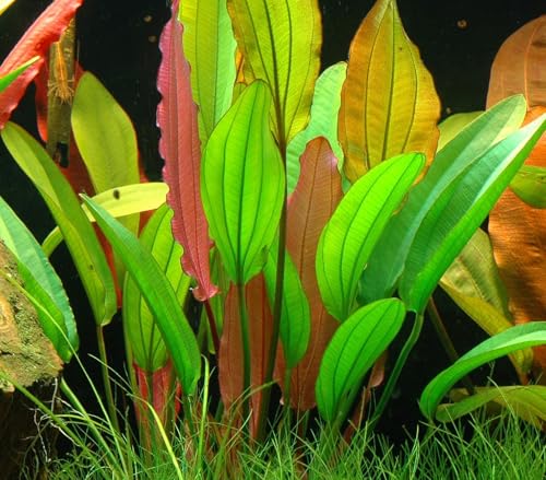 WASSERPFLANZEN WOLFF | Rubinrote Schwertpflanze/Echinodorus 'Red Diamond' | Kompakte Wuchsform 15-25cm | Solitärpflanze für Mittel- & Hintergrund