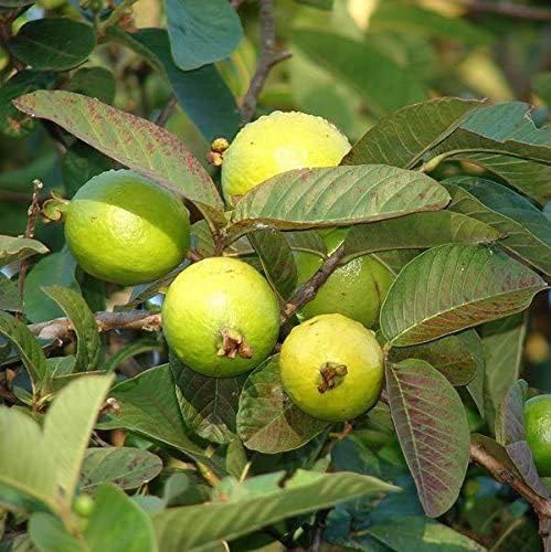 Willvine Guava, Amrood-GAV-3K-picture-25