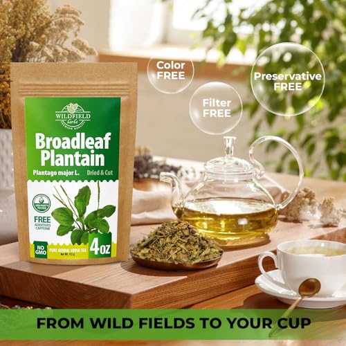 Image of 4 oz. Broadleaf Plantain Leaf Herb Tea Dried Plaintains Leaves (Plantago Majoris Folia) - 113g Greater Plantain Leaf Tea Llanten