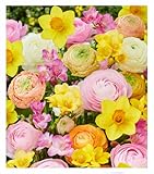 BALDUR-Garten Blumenzwiebel-Mix 'Sweet-Spring',30 Zwiebeln, zarte Pastelltöne im Beet & Kübel, himmlischer Duft und lange Blütezeit, pflegeleicht & winterhart