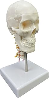 Practical Skull Model Human Head Skull Anatomical Model with Cervical Vertebra Teaching Model for Science Education Human Skull with Cervical Vertebra Anatomical Model for Science Classroom Study