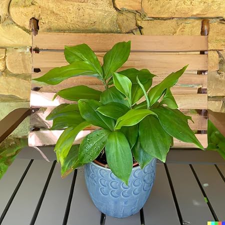 See full amazon price history chart for Costus Igneus Insulin Plant, Live Original Insulin Plant for Diabetes, Rare Insulin Costus igneus Ayurvedic Medicine Plant with (Black Plastic Pot) Costus Igneus Insulin Plant, Live Original Insulin Plant for Diabetes, Rare Insulin Costus igneus Ayurvedic Medicine Plant with (Black Plastic Pot) (B0CLWX39B9) Amazon Price History, Amazon Price Tracker