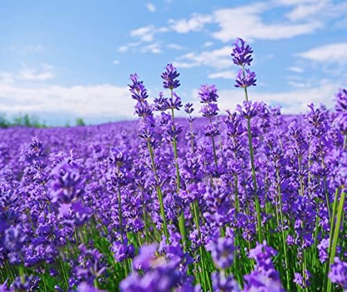 French Provence Lavender,Very Fragrant Bees Lavender,Perennial winterhardy Perennial 10000 Seeds