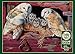 Cobble Hill Barn Owls 1000 Piece Jigsaw Puzzle